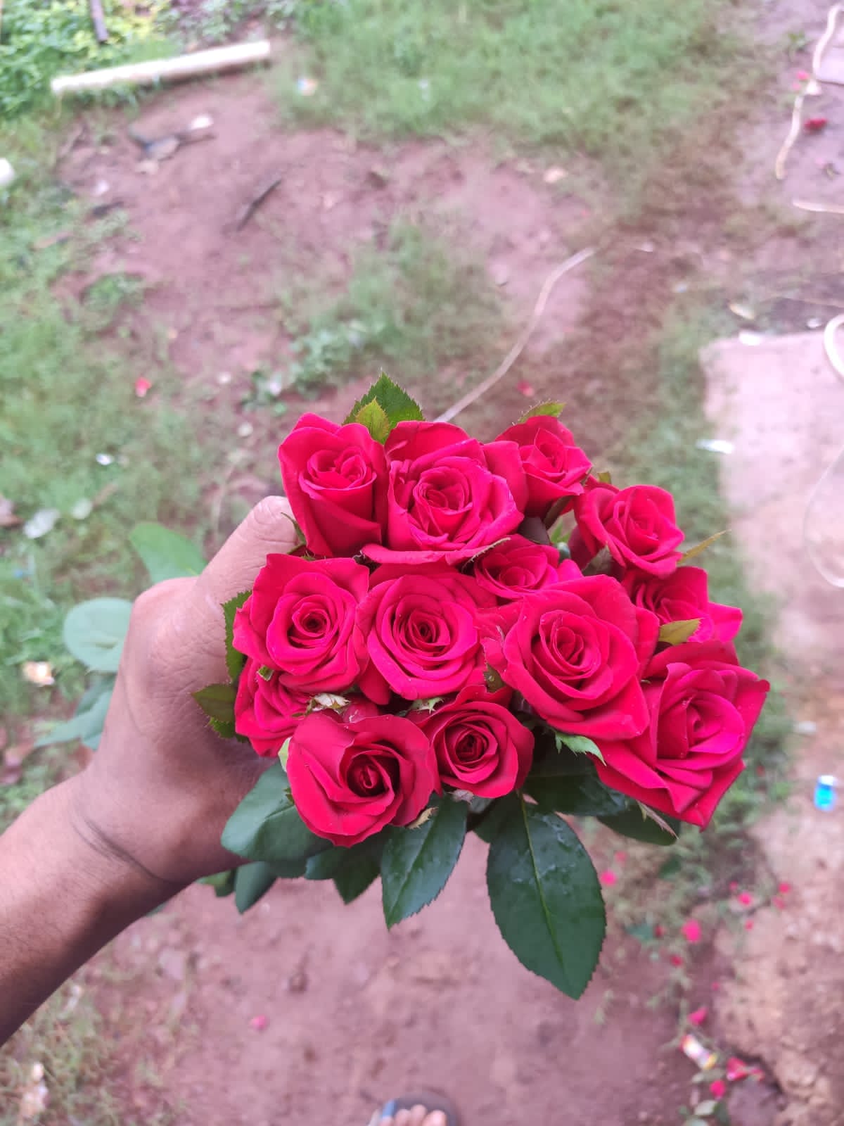Premium Roses